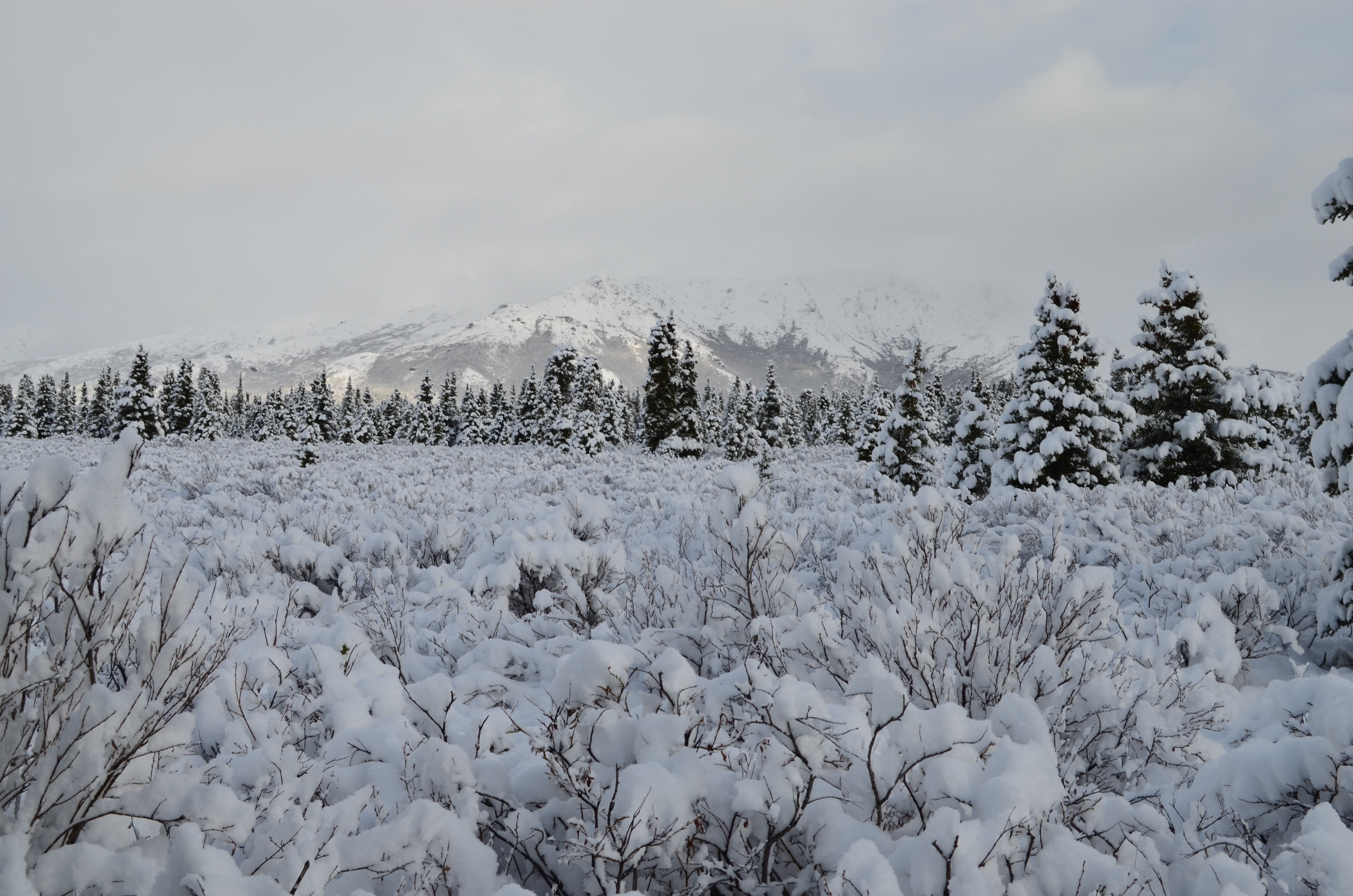 ./2017/08 - Alaska Cruise/03 - Denali/DSC_0246.JPG